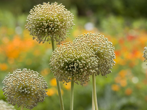 Allium: la música de las esferas (2ª parte) 